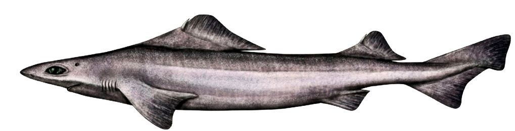 Centrophorus lusitanicus_03.jpg